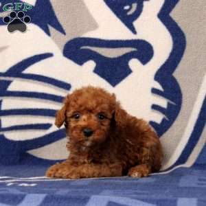 Joseph, Toy Poodle Puppy